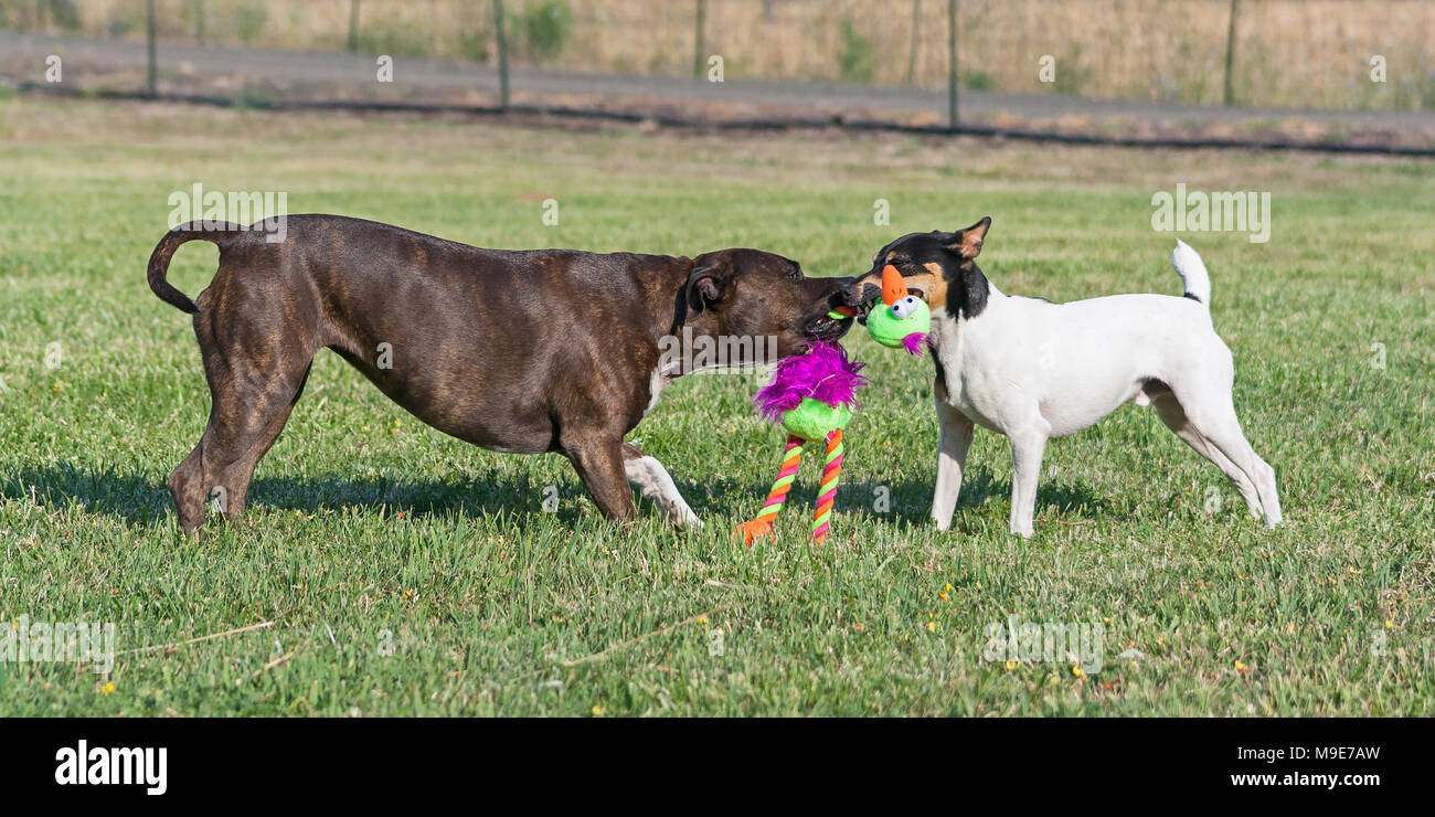 Toy Fox Terrier e American Staffordshire Terrier giocando rimorchiatore di guerra con un sciocco giocattolo imbottito Foto Stock