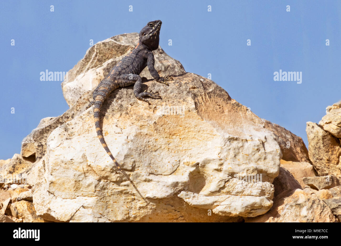 Un roughtail rock agama lizard su un masso visualizzando il comportamento di accoppiamento Foto Stock