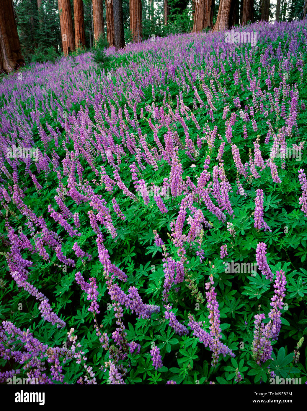 Lupin, Lupinus, montagna di Sequoia e Kings Canyon National Park, California Foto Stock