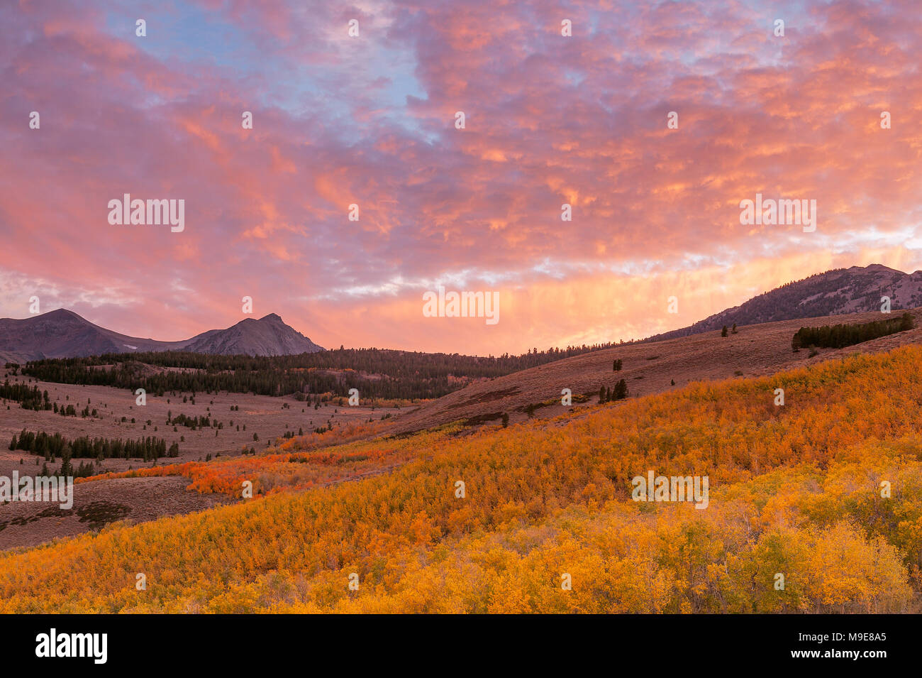 Aspen, Tramonto, vertice di Conway, Inyo National Forest, Sierra orientale, California Foto Stock