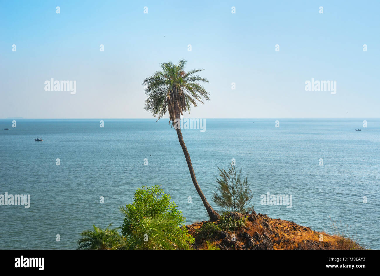 Verde alto lonely Palm tree sulla montagna contro il mare nelle esotiche paese asiatico Foto Stock