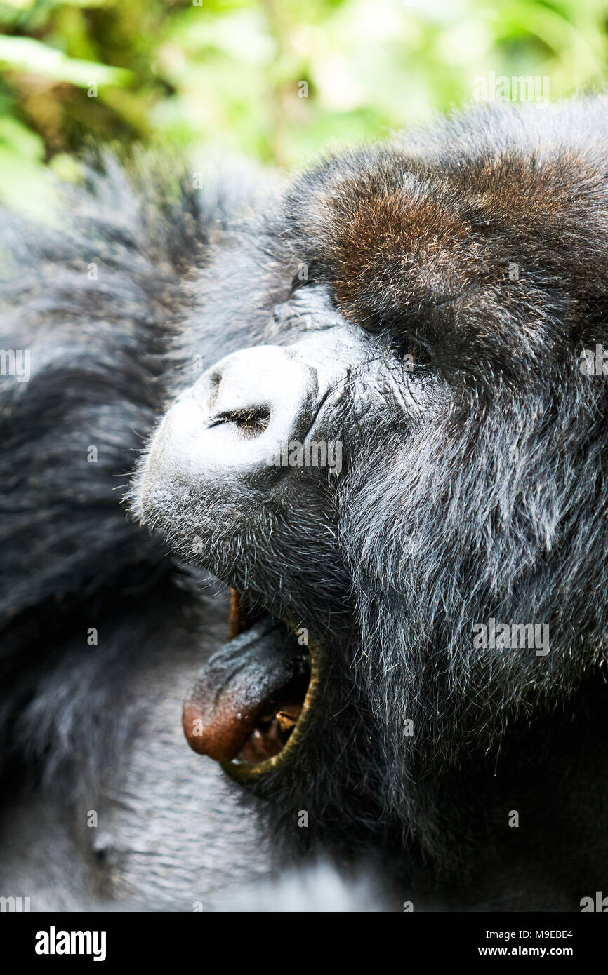 Staring gorilla nero nella riserva di Virunga, Ruanda Foto Stock