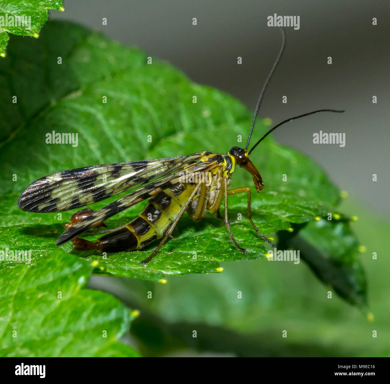 Scorpionfly - Mecoptera sono un ordine di insetti in superorder Endopterygot Foto Stock