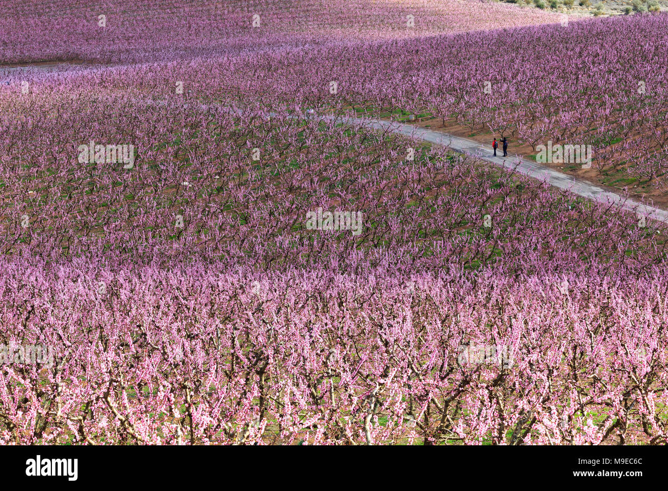 Gli escursionisti a piedi in campi di pesco in fiore rosa a molla, ad Aitona, Catalogna, Spagna Foto Stock