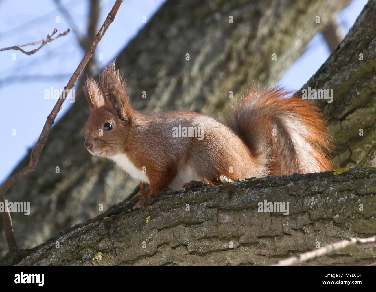 Lo scoiattolo mangia sulla struttura ad albero Foto Stock