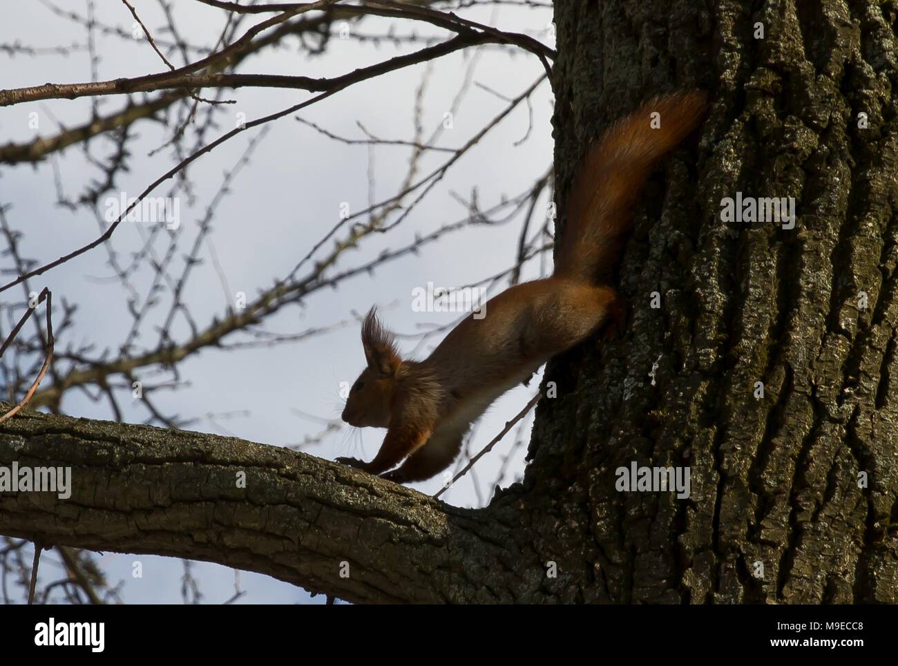 Lo scoiattolo mangia sulla struttura ad albero Foto Stock