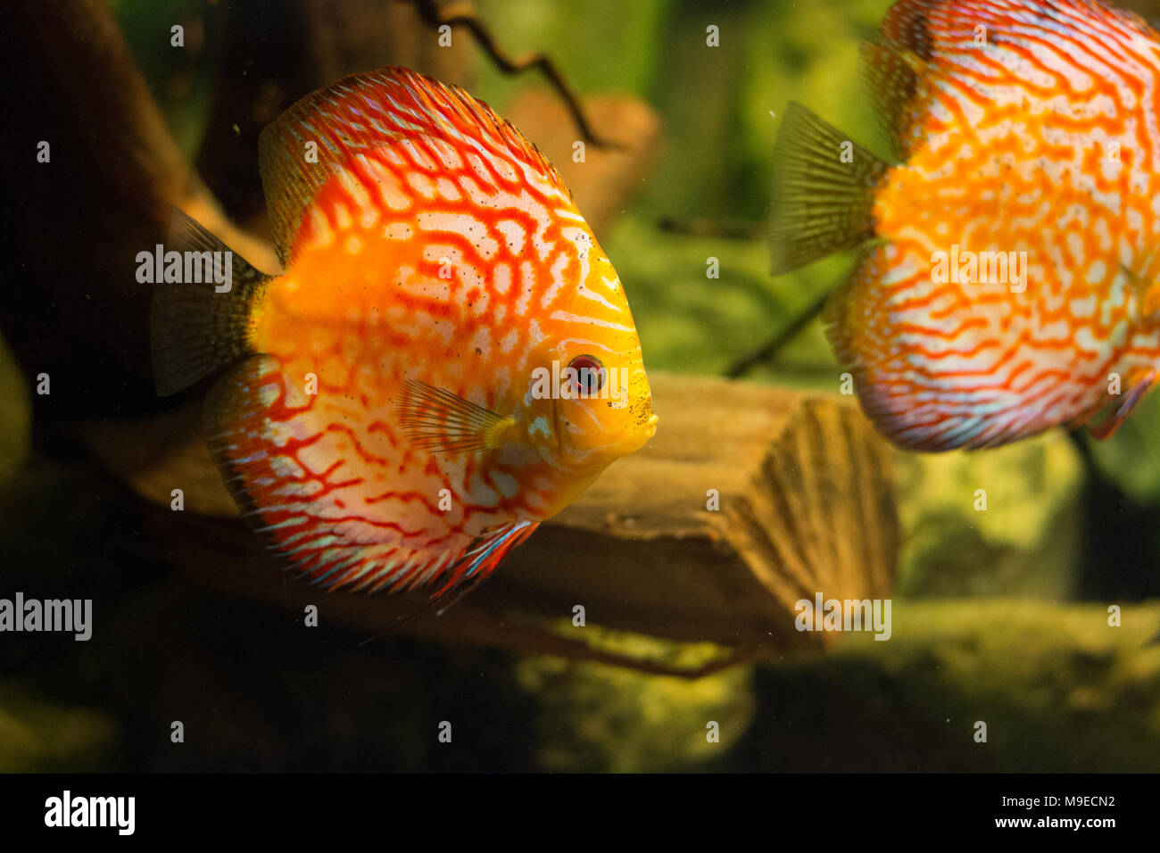 Zella-Mehlis, Germania - 23 Marzo 2018: pesci tropicali in un acquario  marino in Zella-Mehlis, Germania Foto stock - Alamy