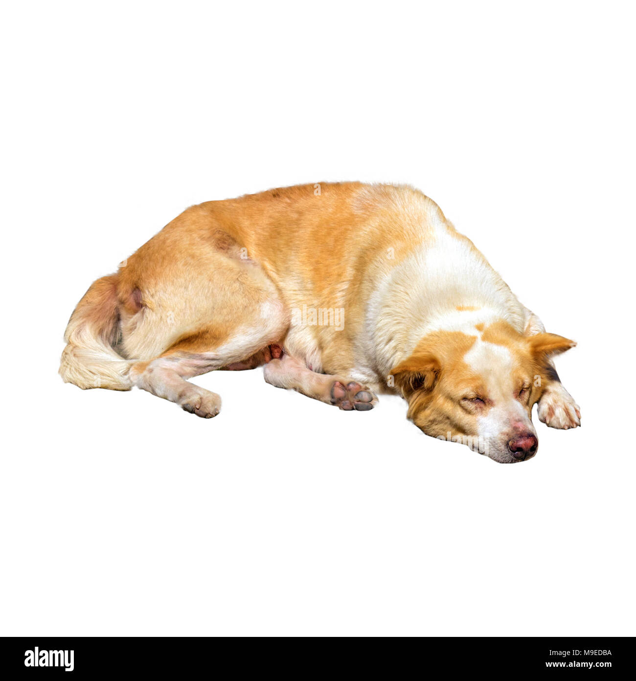 I cani sono dormire comodamente isolare su sfondo bianco Foto Stock