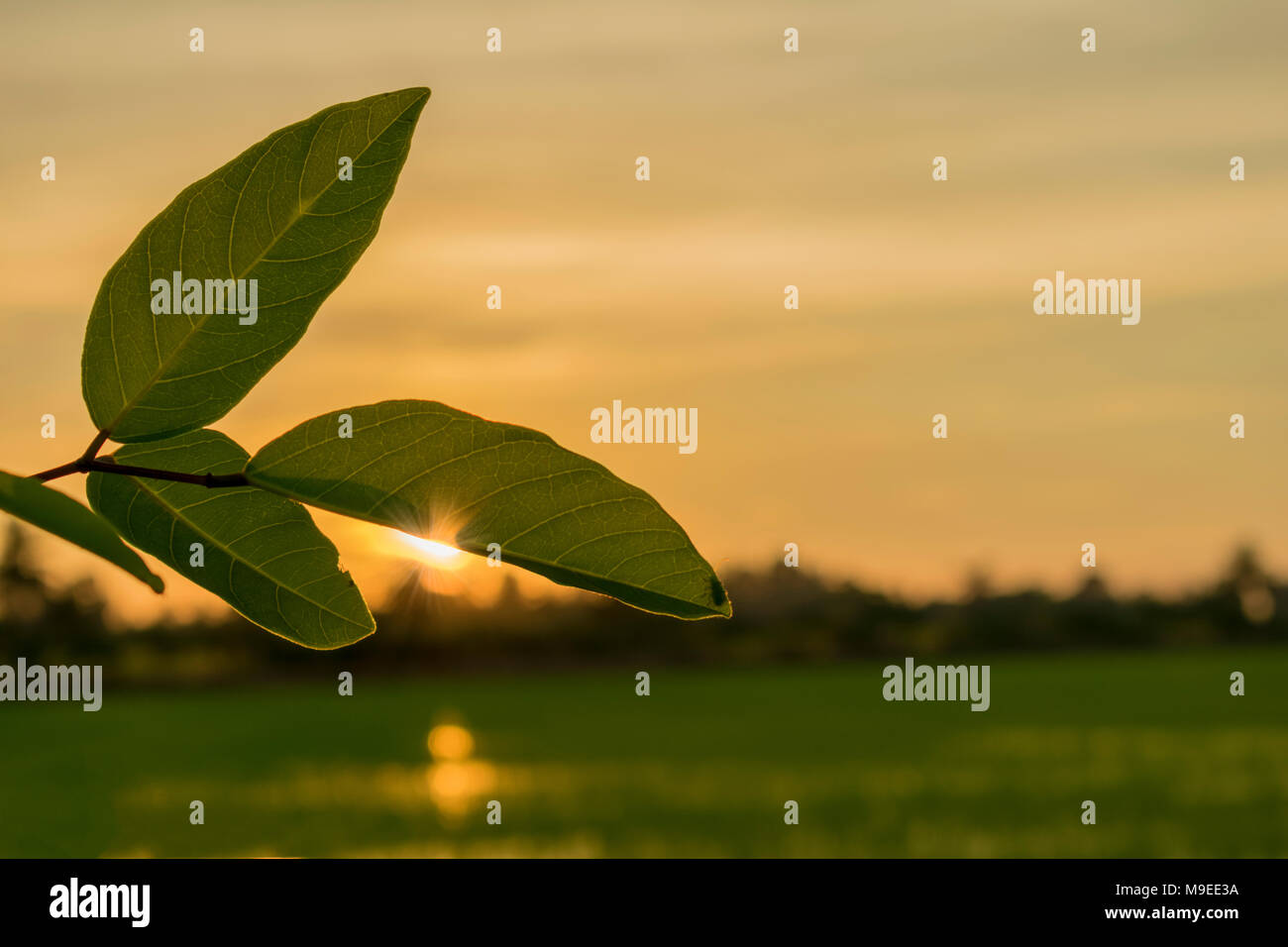 Foglia verde con sun attraverso la campagna nelle zone rurali della Thailandia. Foto Stock