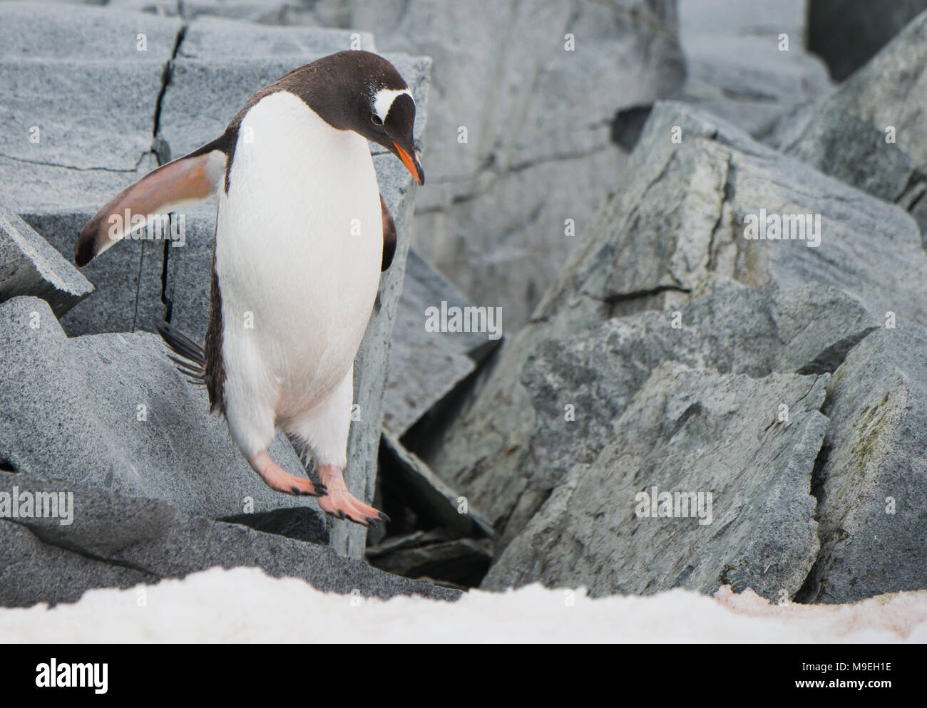 Un pinguino papua (Pygoscelis papua) hopping lungo un sentiero roccioso in Antartide Foto Stock