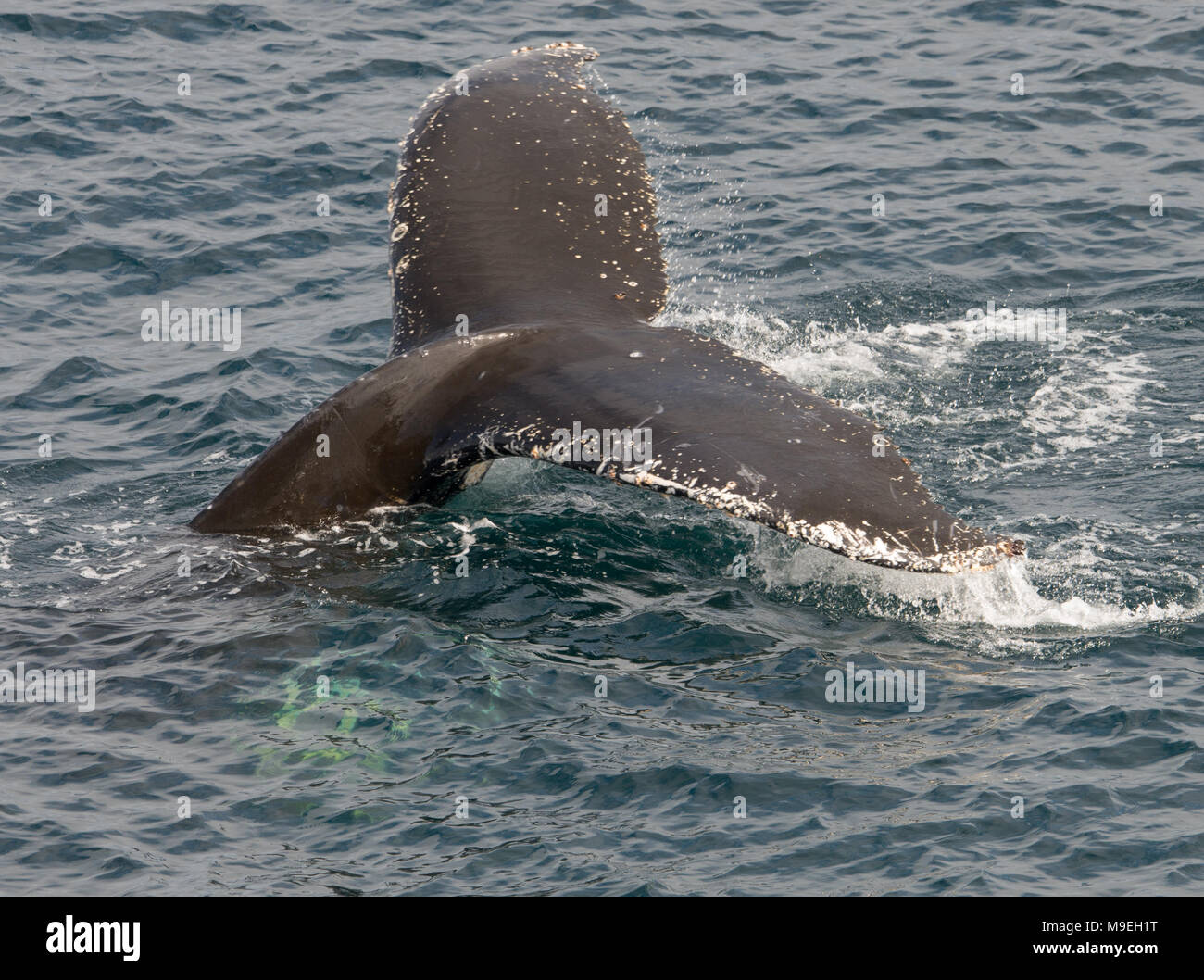 Un Humpback Whale (Megaptera novaeangliae) immersioni nell'Oceano del Sud off Antartide Foto Stock