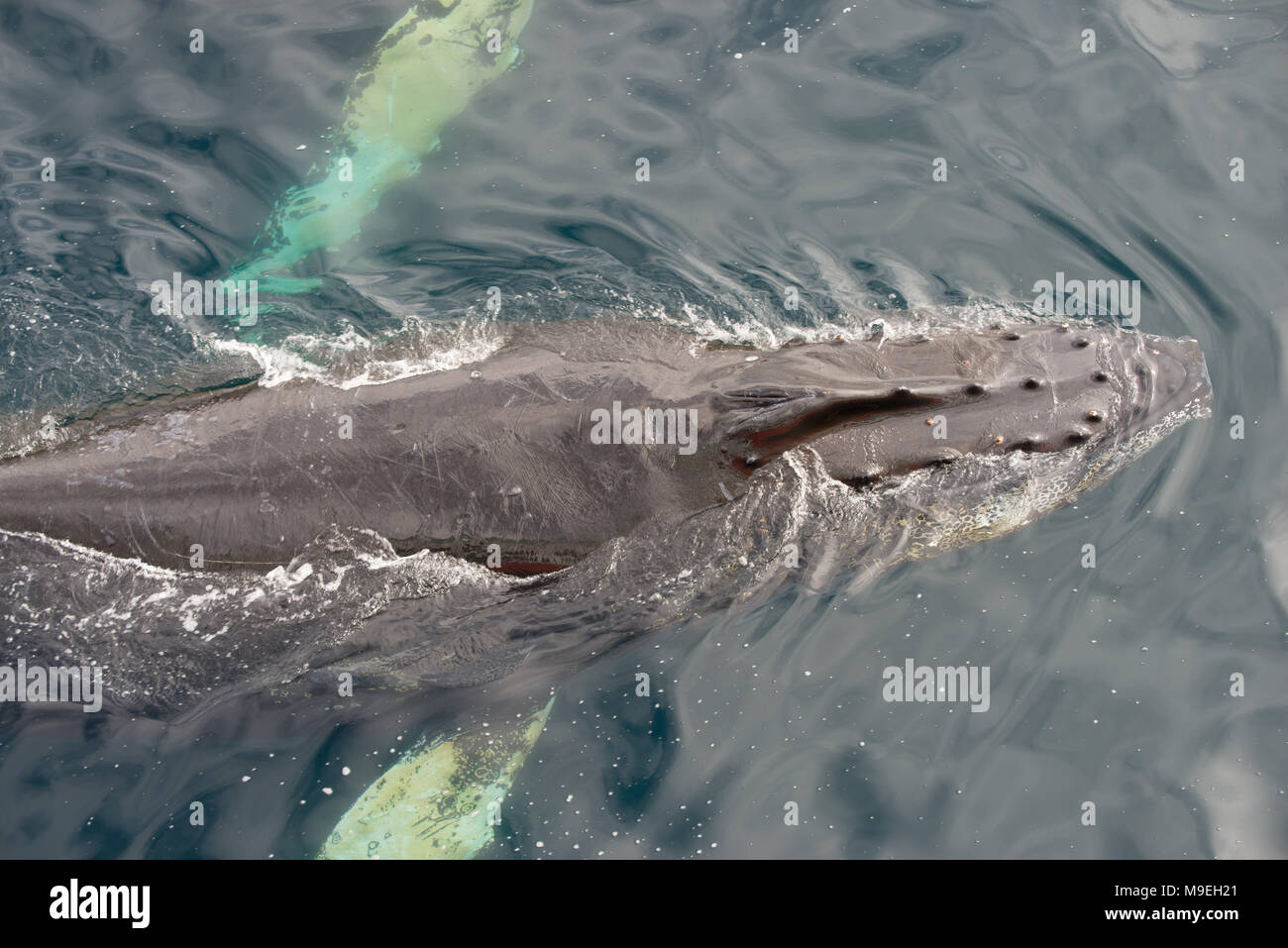 Un Humpback Whale (Megaptera novaeangliae) molto vicino alla superficie in Antartide Foto Stock