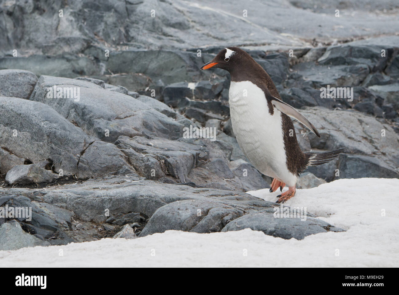 Un pinguino papua (Pygoscelis papua) hopping lungo un sentiero roccioso in Antartide Foto Stock