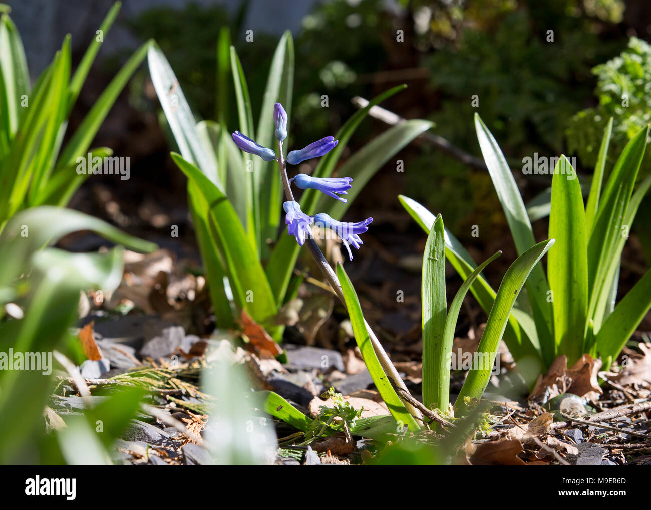 Common Bluebell Hyacinthoides non scripta. Un comune bluebell fioritura in un giardino durante la primavera nel Regno Unito Foto Stock