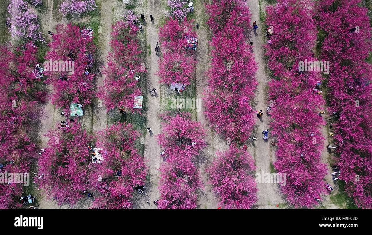 Hefei, cinese della provincia di Anhui. 25 Mar, 2018. Il turista a godere il Peach Blossoms presso un'azienda frutticola in Sanshigang township di Hefei, Cina orientale della provincia di Anhui, Marzo 25, 2018. Credito: Zhang Duan/Xinhua/Alamy Live News Foto Stock