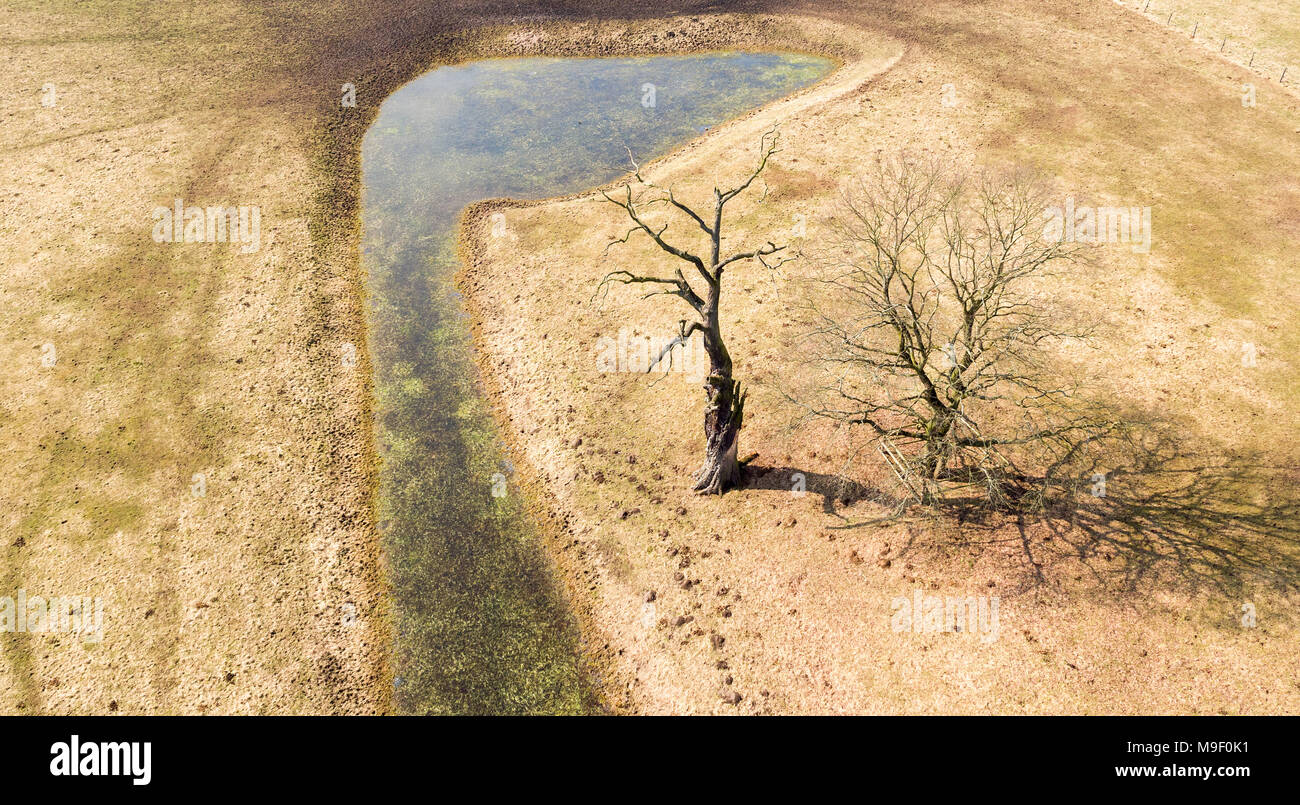 Dessau-Rosslau Germania, 25 Mar 2018. Alberi sterili stand nel parco circostante Luisium Palace. Foto: Jan Woitas/dpa-Zentralbild/dpa Foto Stock