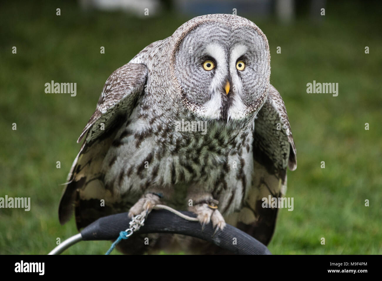 Ascot, Regno Unito. 25 marzo, 2018. Un gufo sul display in corrispondenza della molla famiglia Raceday a Ascot Racecourse. Credito: Mark Kerrison/Alamy Live News Foto Stock