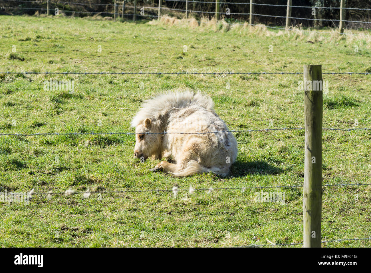 Pony mangiare erba mentre stabilite nel campo, Foto Stock