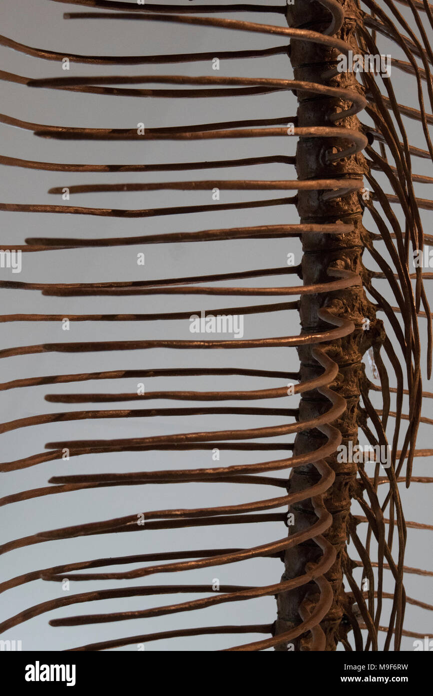 Side Shot di scheletro di animale Foto Stock