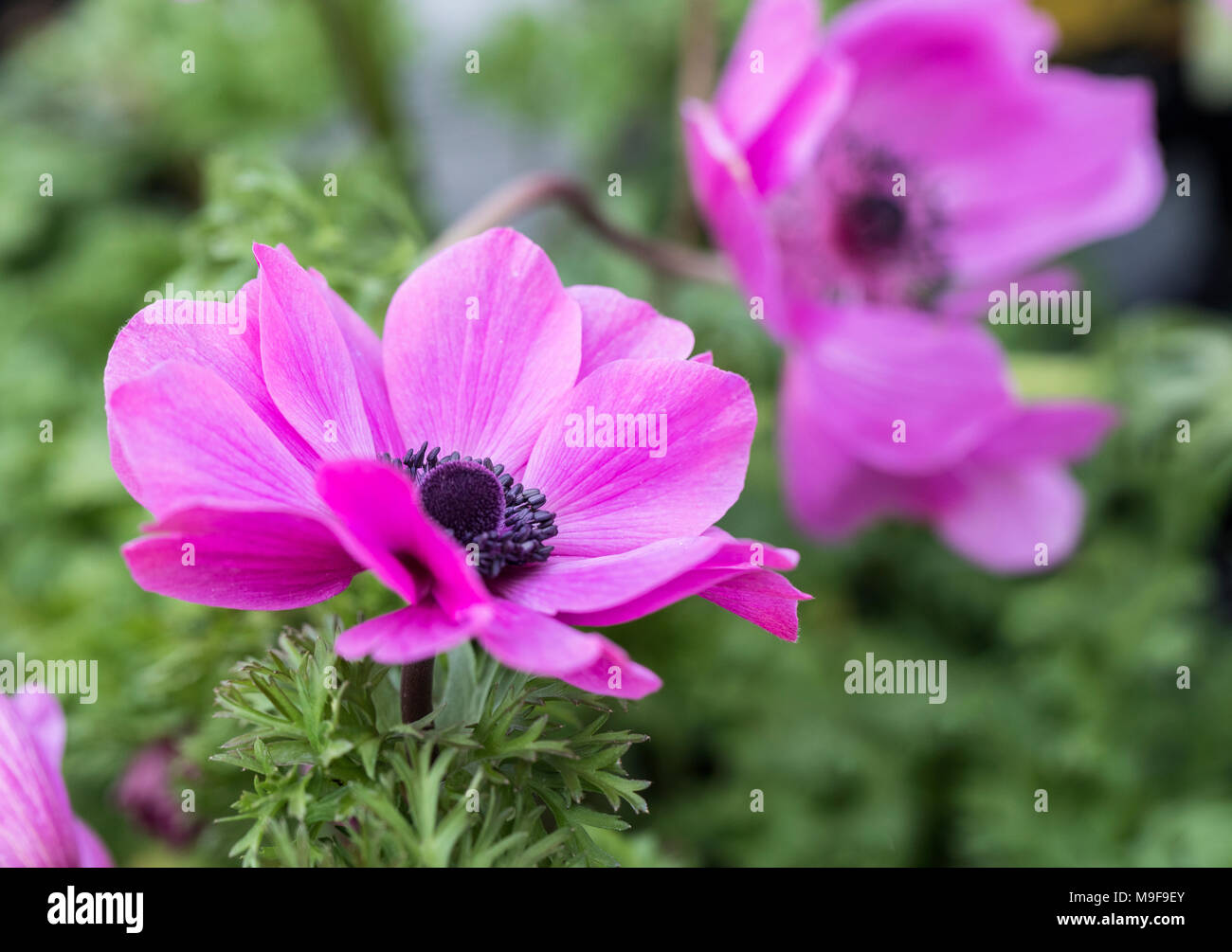 Primo piano di Anemone coronaria 'Harmony Orchid' Windflower in flower nel Regno Unito Foto Stock