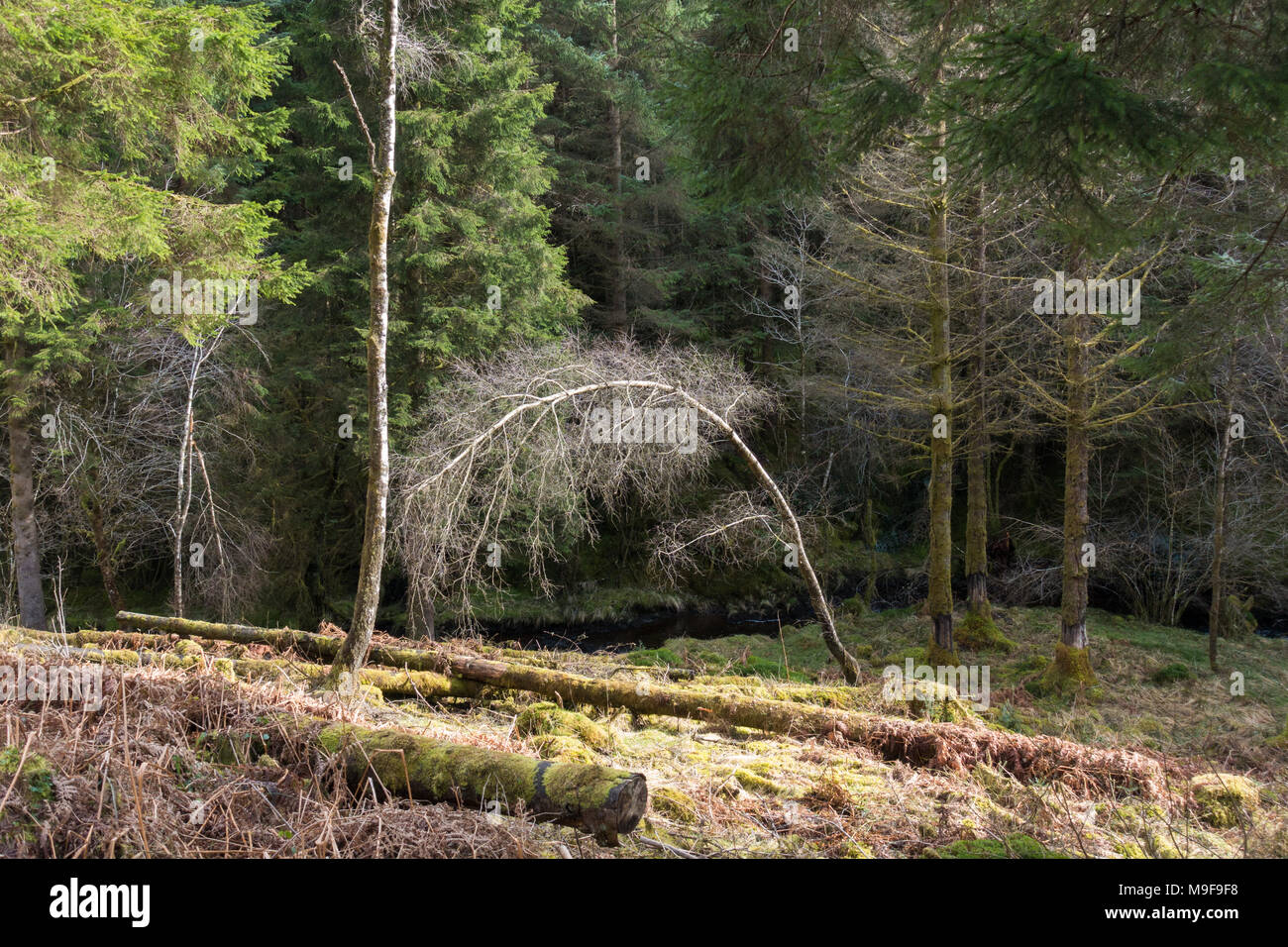 Piegate su argento Betulla - Betula pendula - albero, Scotland, Regno Unito Foto Stock