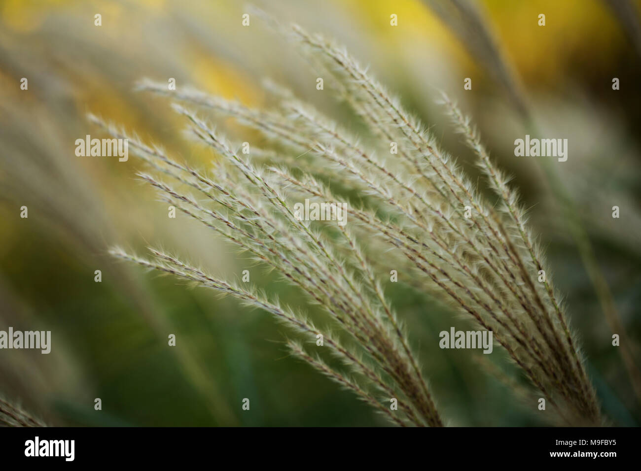 Miscanto (Miscanthus sinensis Anderss) in un campo di caduta in Acton, Massachusetts. Foto Stock