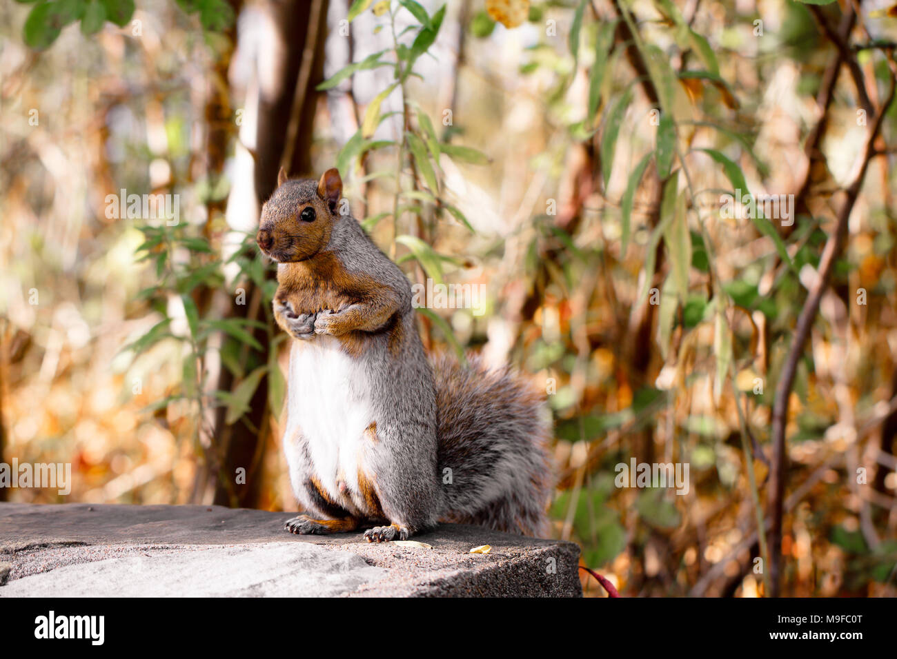 Orientale scoiattolo grigio in piedi su una roccia nel selvaggio Foto Stock