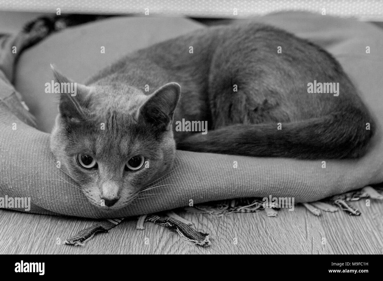 Napping Cat Foto Stock