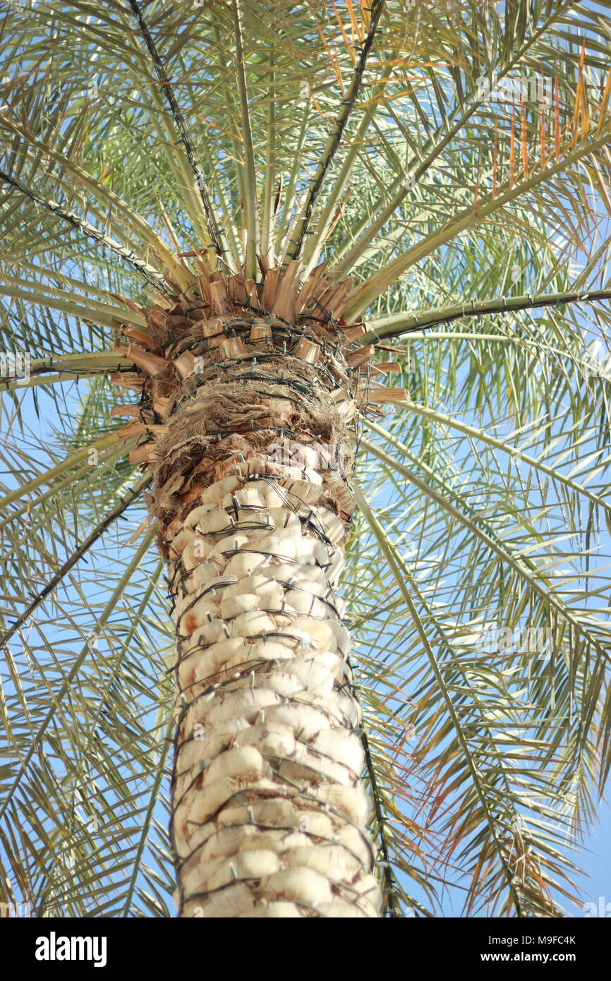 Pam albero nella Marina di Dubai, UAE Foto Stock