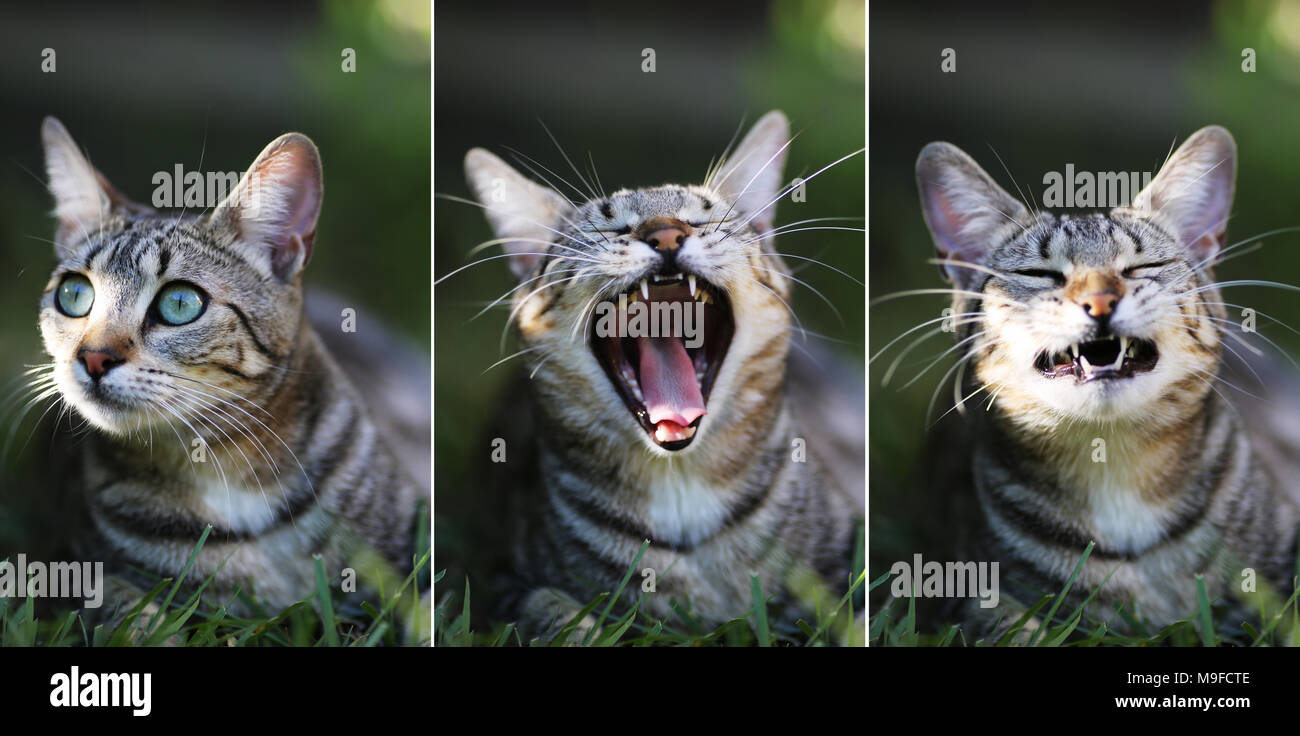 Una sequenza di tabby gatto con gli occhi verdi sbadigli Foto Stock