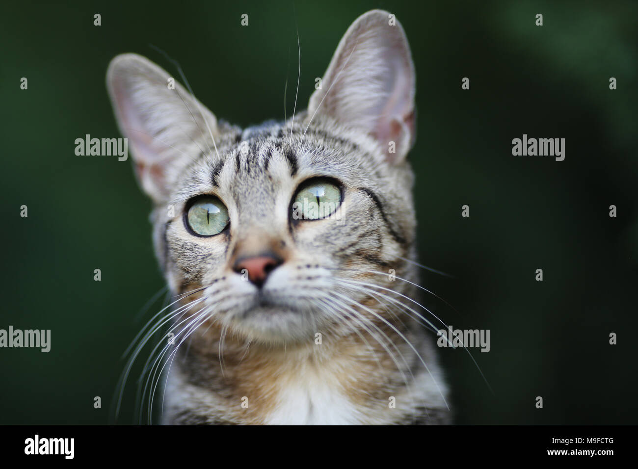 Un tabby gatto con gli occhi verdi Foto Stock