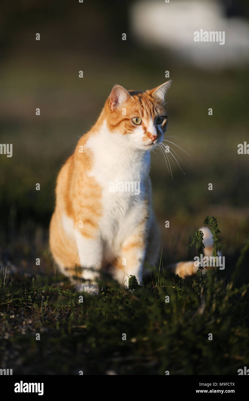 Un gatto arancione al di fuori Foto Stock