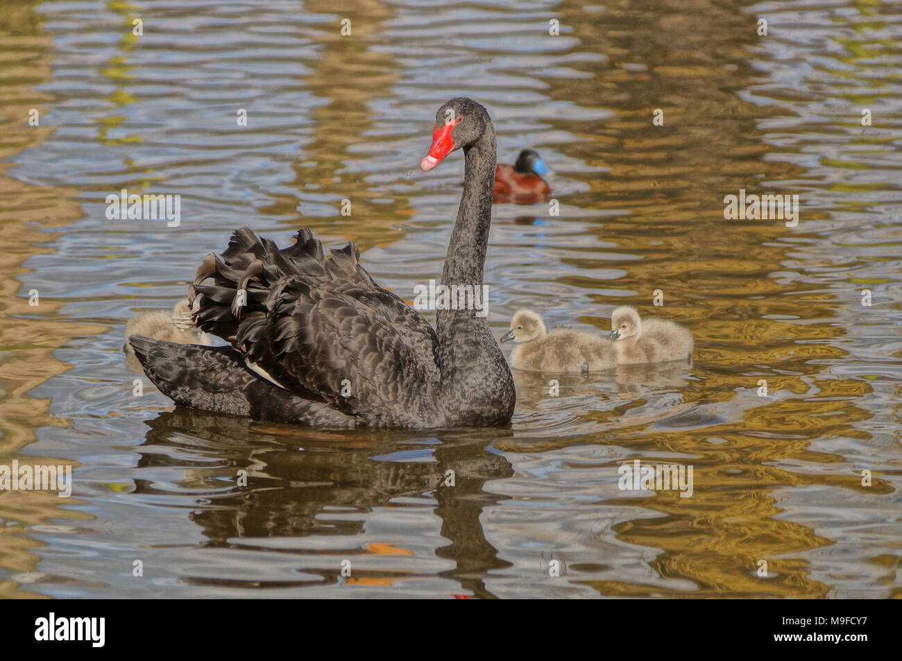 Bella Black Swan e la sua cygnets godendo la molla il meteo a Martin semplice Foto Stock