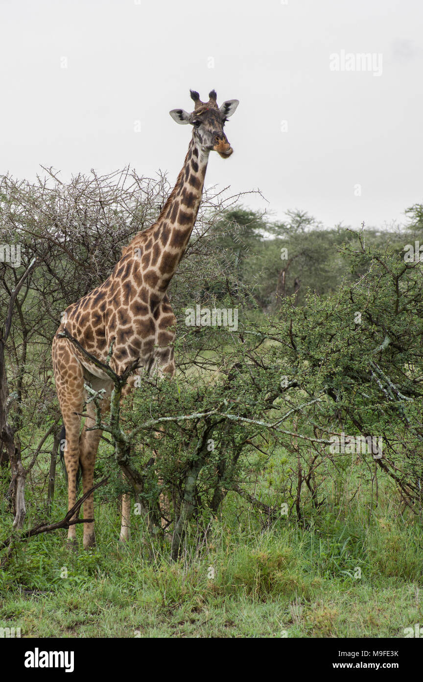 Masai giraffe giraffa camelopardalis tippelskirchi nel Serengeti Tanzania settentrionale africa guardando una boccola bianca cielo nuvoloso Foto Stock