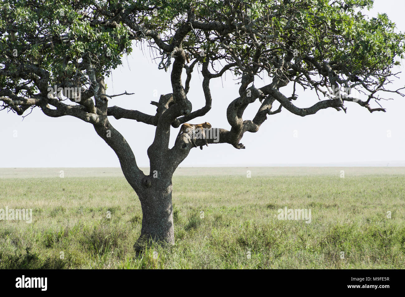 Lone leopard in un albero di acacia il rilievo del paesaggio nel Serengeti, Arusha, Tanzania settentrionale, Africa Foto Stock