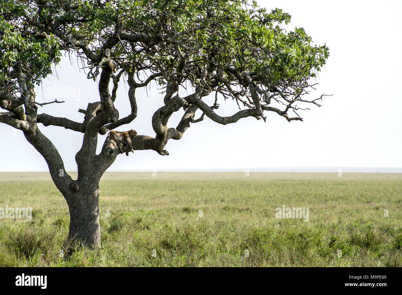 Lone leopard in un albero di acacia il rilievo del paesaggio nel Serengeti, Arusha, Tanzania settentrionale, Africa Foto Stock