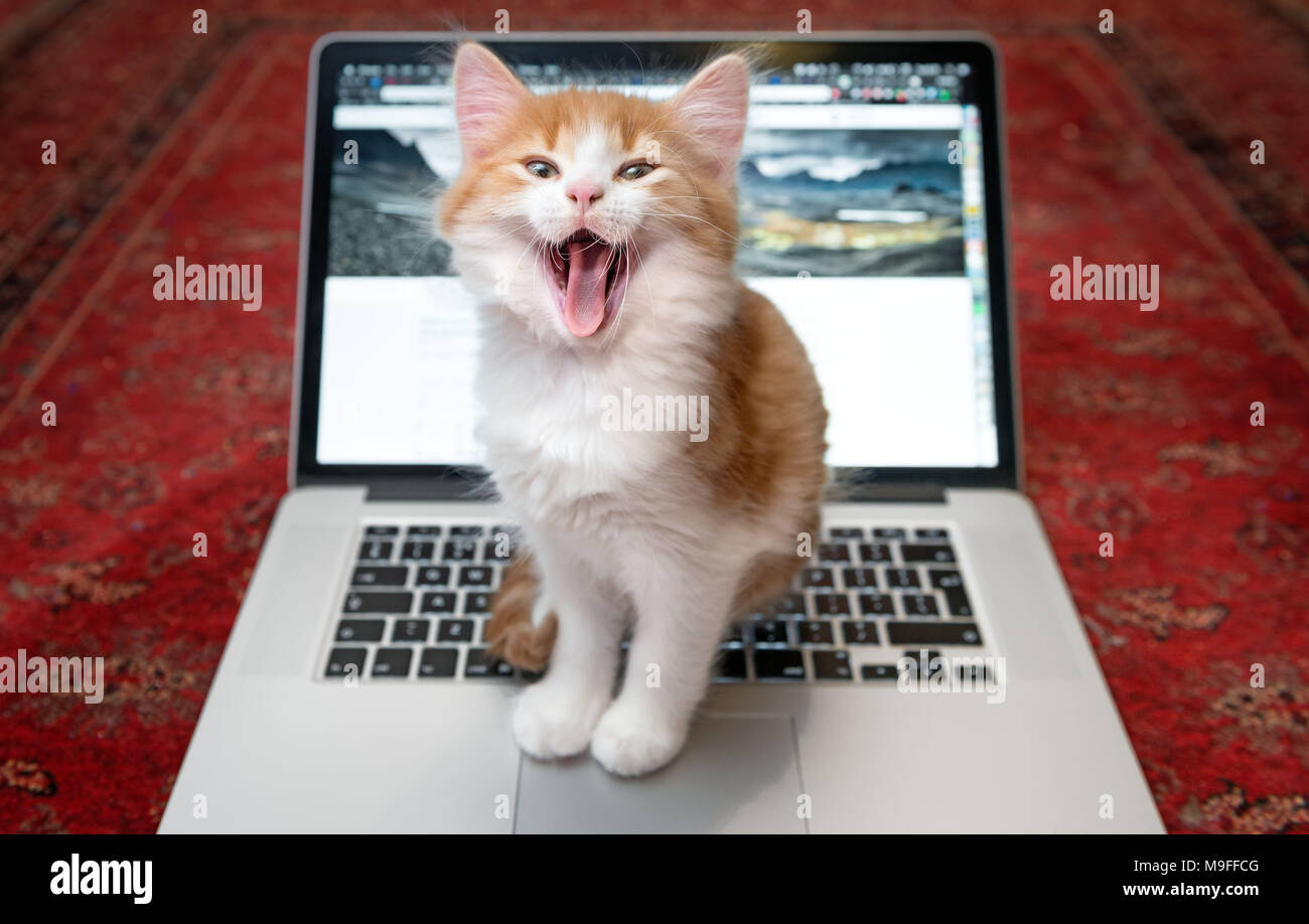 Felice gattino seduto a ridere su di una tastiera di notebook Foto Stock
