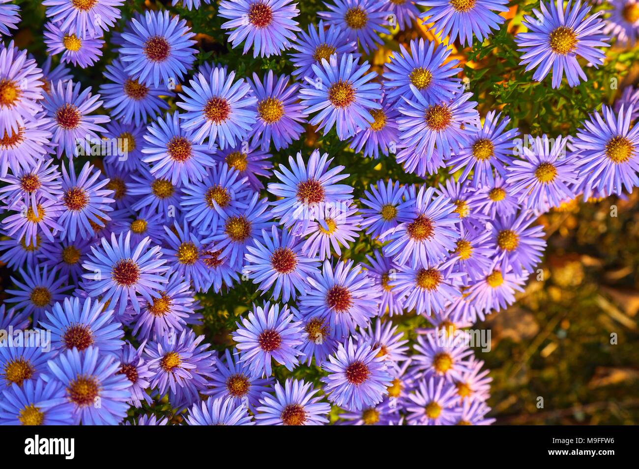 Piccoli fiori Prurple Foto Stock