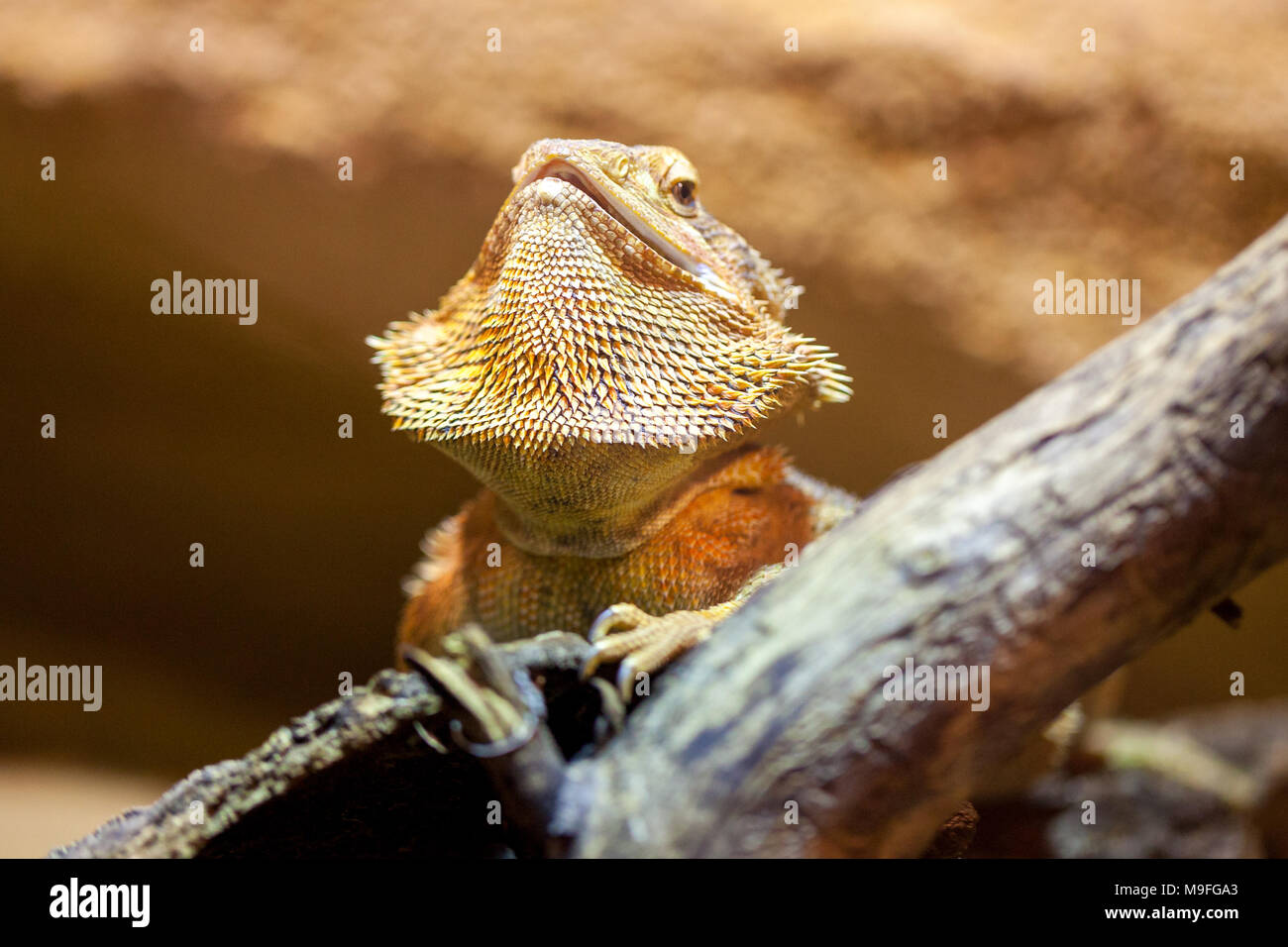 Un ritratto di una centrale bartagame barbuto Foto Stock