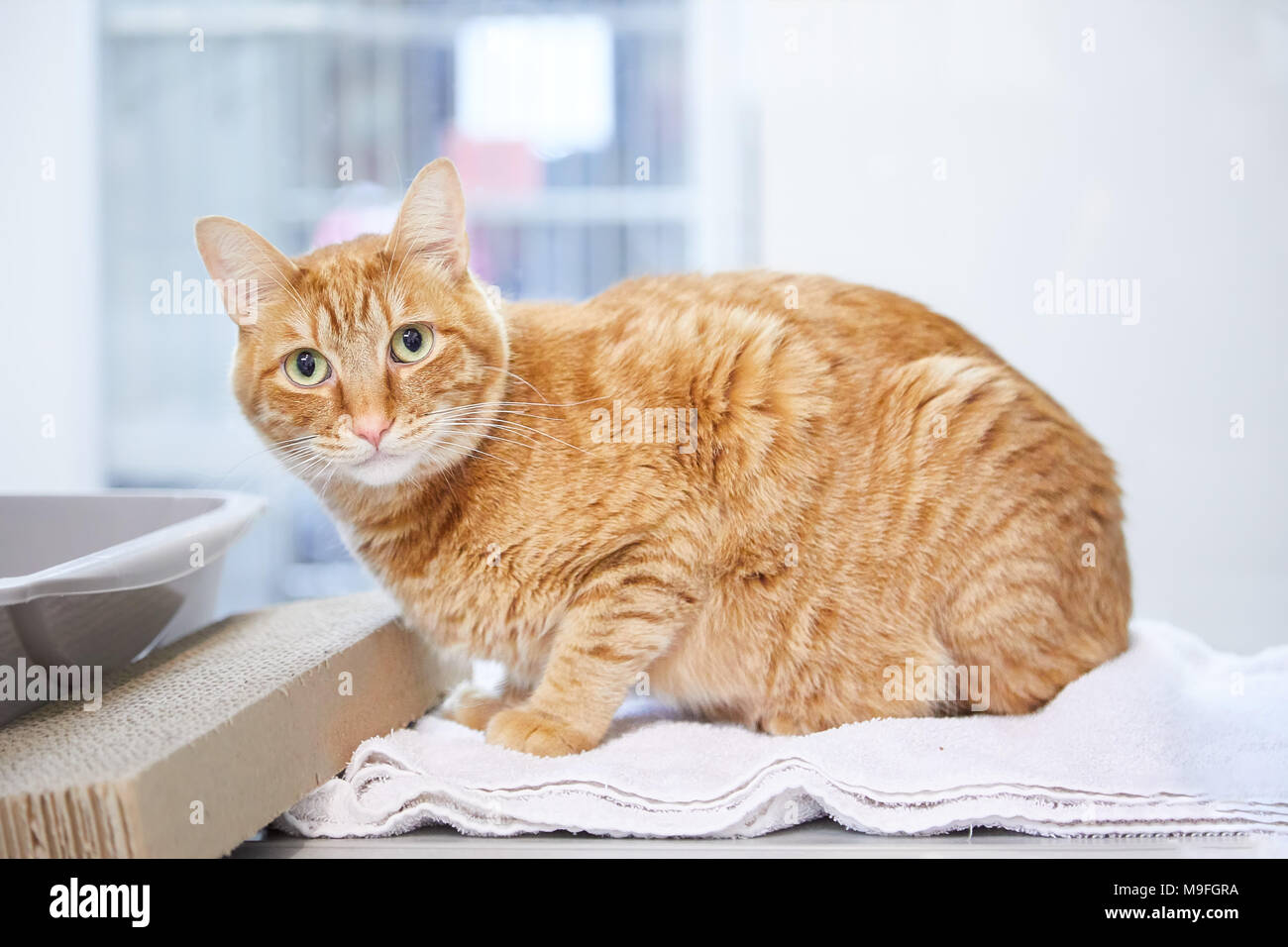 Seduta tabby arancione rosso gatto immagini e fotografie stock ad alta  risoluzione - Alamy