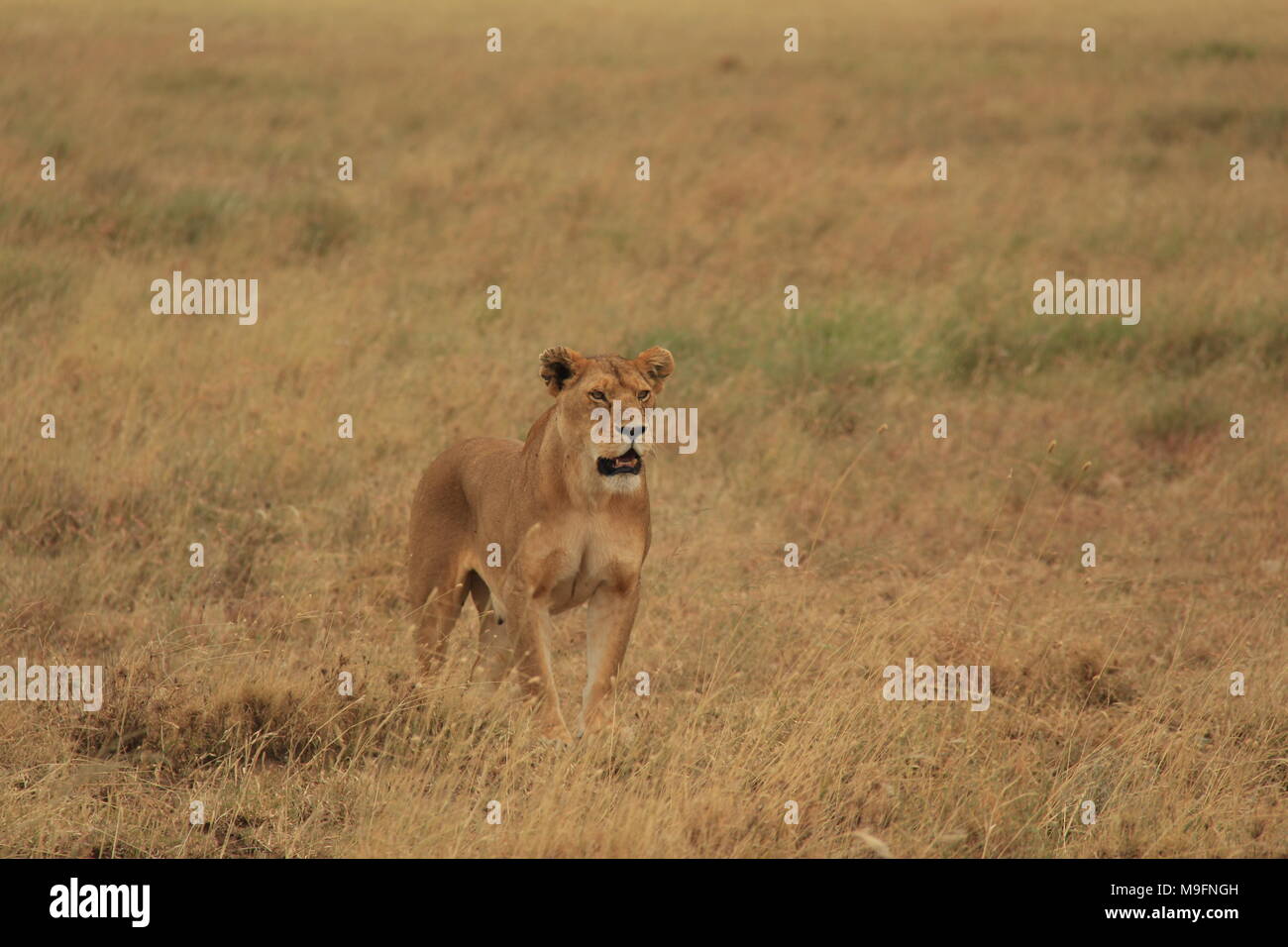 Bellissima femmina lion - Serengeti Tanzania Foto Stock