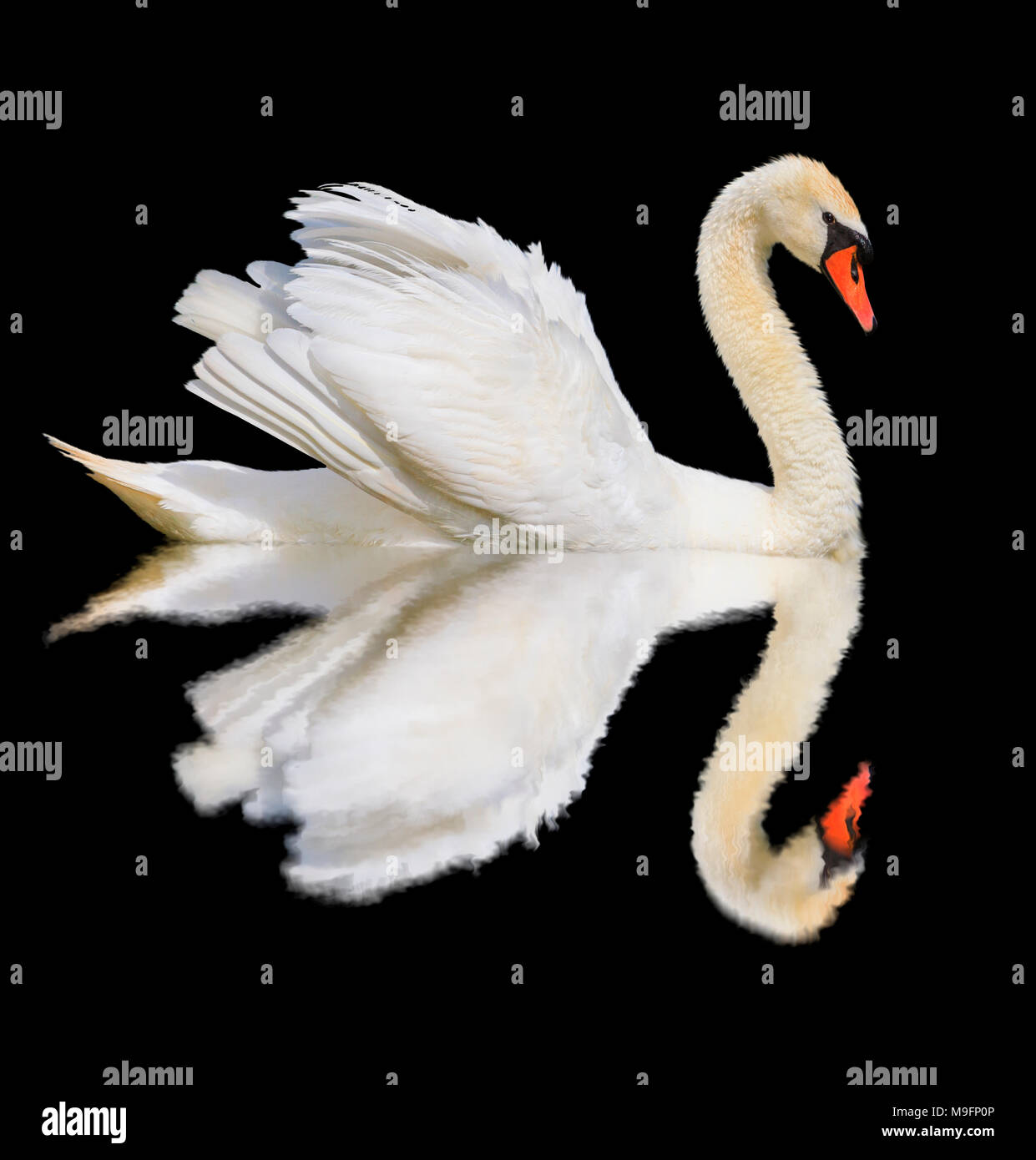 Il White Swan è isolato su sfondo nero Foto Stock