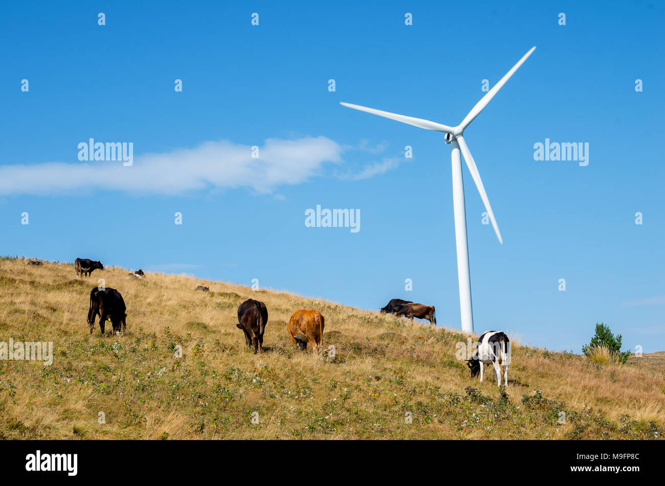 Le mucche al pascolo nel prato verde accanto a una turbina eolica Foto Stock