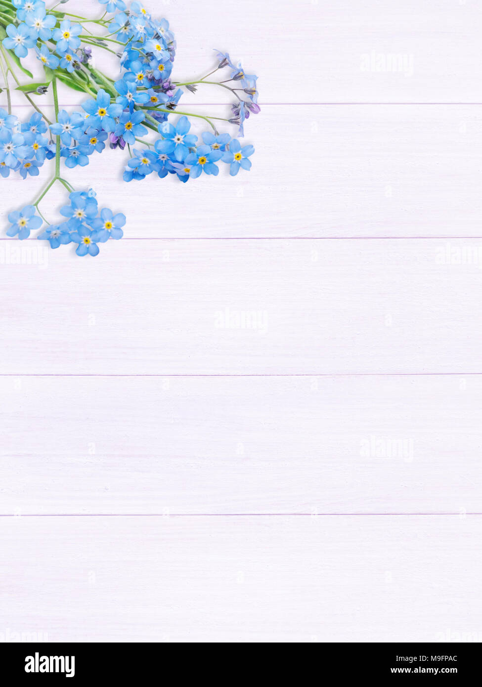 Dimenticare blu-me-non o fiori myosotis nell'angolo delle tavole di legno sfondo verticale Foto Stock