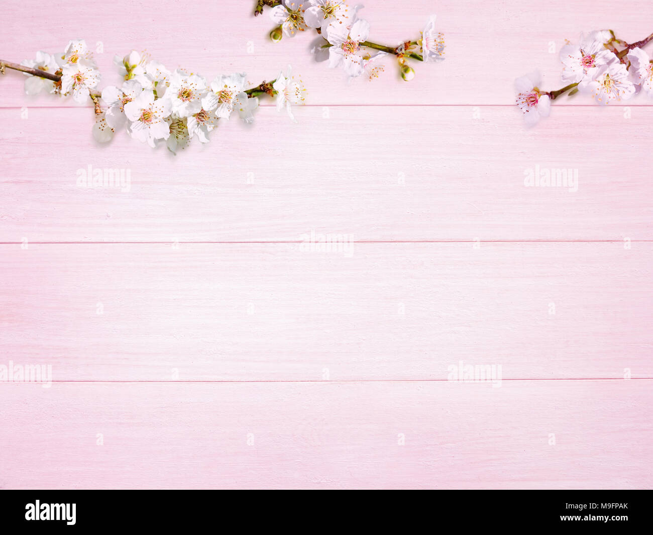 Prugna bianco fiori di primavera sulla rosa tavole di legno sfondo Foto Stock