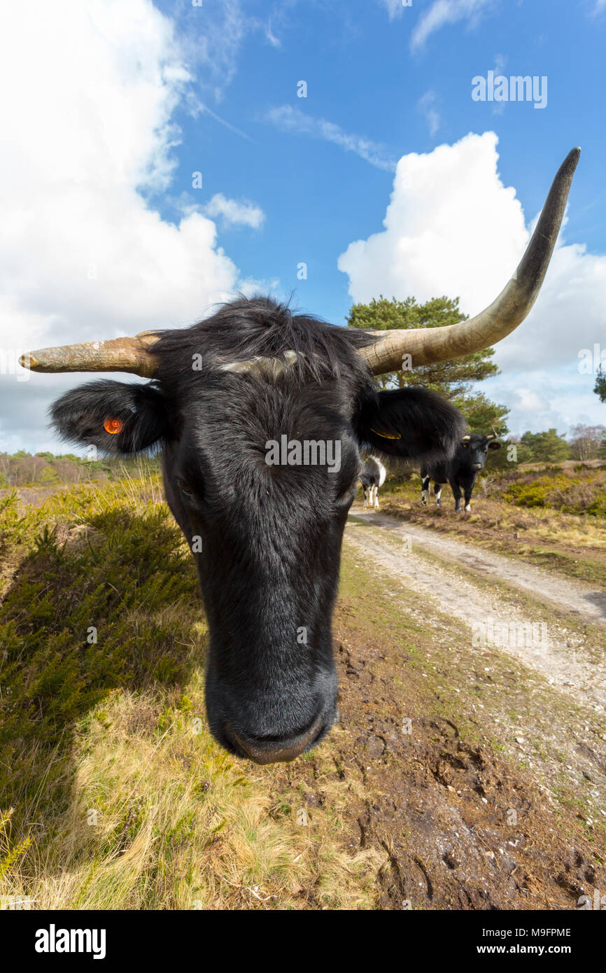 Close-up colore fotografia ritratto di mucca Shetland, della sola testa Foto Stock