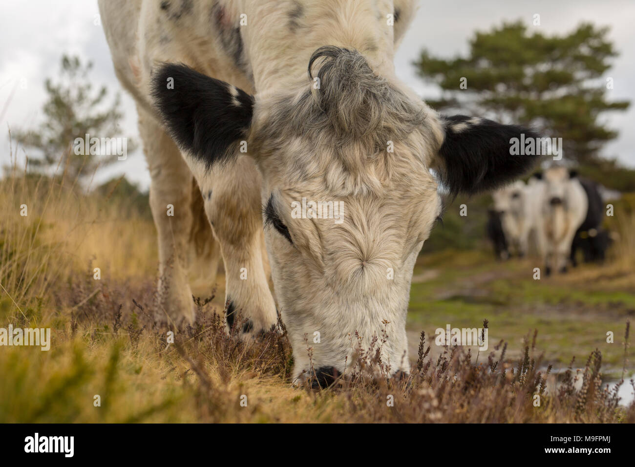 Tagliate ritratto colore fotografia di British bianco pascolo di vacca di eriche e graminacee Foto Stock