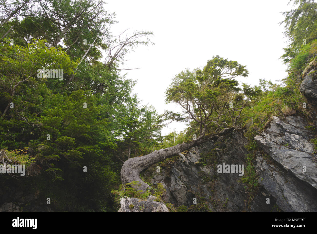 Wild paesaggi intorno a Tofino, Isola di Vancouver, BC Foto Stock