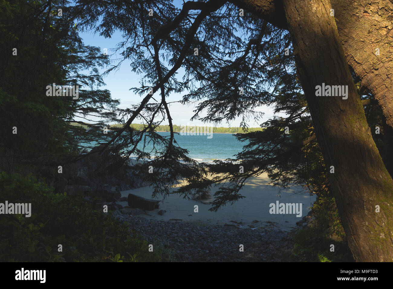 Wild paesaggi intorno a Tofino, Isola di Vancouver, BC Foto Stock