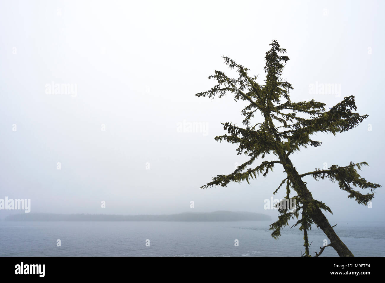 Wild paesaggi intorno a Tofino, Isola di Vancouver, BC Foto Stock